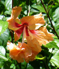 Image result for Hibiscus pusillus