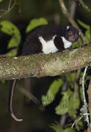 Herbert River Ringtail Possum Is A Species Of Possum Found In Northeastern Queensland Australia It Is D Cute Animal Pictures Cute Little Animals Cute Animals