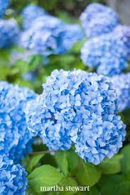 20 Flowering Indoor Plants That Produce Lovely Blooms In 2021 Indoor Flowering Plants Growing Hydrangeas Indoor Plants