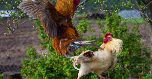 Jual produksi ayam pilipin super/peru cros amerika. 4 Ayam Aduan Ini Sering Dipakai Bertarung Nomor 1 Seharga Mobil