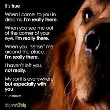 I Feel My Little Buddy Near Me A Lot Used To Scare Me But Now I Like To Know He Is Looking Out For Me Dog Poems Dog Quotes I