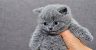 American Shorthair Black And Grey Cat 1 Month Cute Cats Orange Tabby Cats British Shorthair Cats