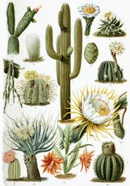 Yet, that doesn't mean growing an indoor cactus won't throw up a few surprises. Cactus Wikipedia