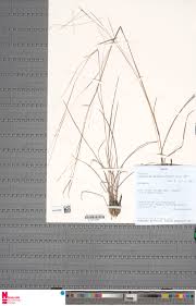 Image result for Anadelphia