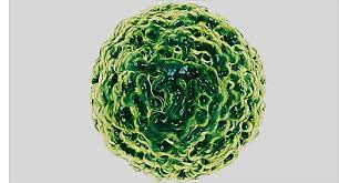 In developed countries with rotavirus vaccine programs, norovirus surpasses rotavirus as the most common cause of gastroenteritis in children. Norovirus Winter Vomiting Bug Symptoms Treatment Prevention