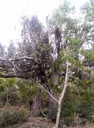 My 30 ft Kratom tree next to the Lychee tree