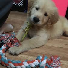 Leasing a pet? Sisters say Middletown shop tricked them