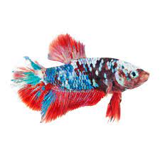 Koi galaxy betta changlun, changlun. Male Galaxy Koi Bettas For Sale Order Online Petco