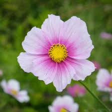 Pin On Gardening Ann Cosmos