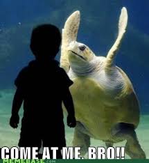 I No Longer Like Turtles Turtle Cute Baby Animals Animals