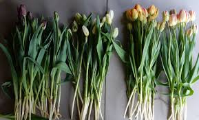 Maybe you would like to learn more about one of these? Brown Dog Farm Alaska Grown Flowers