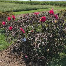 Out of stock $ 17.99. Hibiscus Summerific Evening Rose From Penn State Trial Gardens