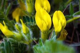 Image result for Astragalus