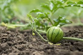 Watermelon affected with down mildew exhibit symptoms such as leaves that curl inward, turn brown and. Growing Watermelon Watermelon Varieties Watermelon Cultivation