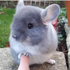 Apart from their affordability, they are of the topmost level of a major plus for these. Chinchilla Animal Online Shopping