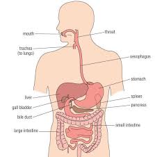 The spleen is an organ of the lymphatic system that is located in between the 9th and 12th thoracic ribs on the left side of the body. Location And Pictures Of Different Organs In The Abdomen Human Anatomy And Physiology Digestive System Human Body Systems