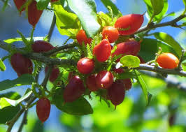 Image result for Dovyalis macrocalyx