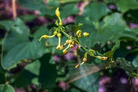 Image result for Aristolochia triactina
