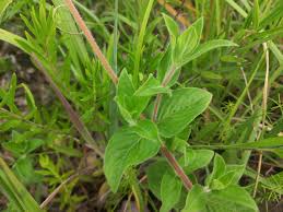 Image result for Pentanisia prunelloides