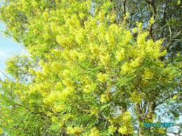 Image result for Peltophorum africanum