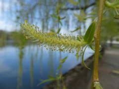 Wuchsbreite 10 meter bis 15 meter. Salix Alba Tristis Wikipedia Zierstamme Hangekatzchenweide Im Container Que Usos Tiene El Salix Alba O Sauce Blanco