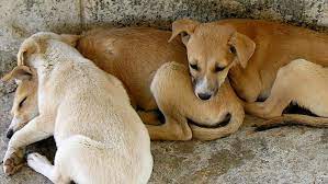 Petbacker also offers pet sitters in adikmet, opp saibaba temple, gaddiannaram, banjara hills and saroornagar. Veterinary Services Must Go On Animals Can T Suffer During Covid 19 Modi Govt Tells States
