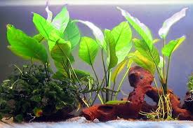 Betta fish need plants to replicate their natural habitat and to provide hiding and resting areas. 10 The Best Live Plants For Betta Fish