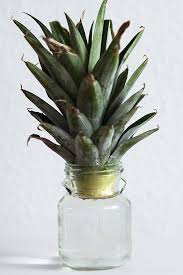Ananas Vermehren Kreative Fotografie Tipps Und Foto Hacks In 2020 Ananas Pflanzen Pflanzen Ananas