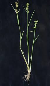 Image result for Fuirena ciliaris