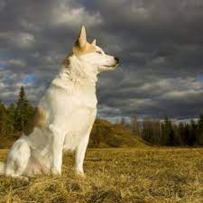 The norrbottenspets, also known as the norrbottenspitz, the nordic spitz and the pohjanpystykorva, is a breed of spitz type dog from sweden. Norrbottenspitz Hunderasse Mit Bild Info Temperament Charakteristiken Und Fakten