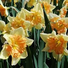 Direct From Holland Brent And Becky Ask A Yellow Pink Split What Would You Name It Let Us Know Daffodil Bulbchat Noname With Images Daffodils