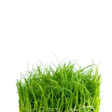 Image result for Eleocharis caduca