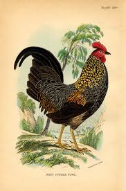 Besides being edible, both meat and eggs, chicken is often a livelihood for some people. 14 Rooster Images The Graphics Fairy
