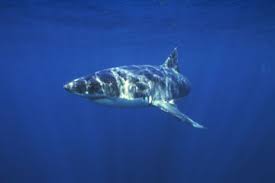 During the whale shark season, it is also possible to see manta rays. How Diving With Sharks Works Howstuffworks