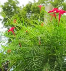 Image result for Ipomoea quamoclit