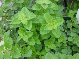 Su Aceite Aceite Esencial Esta Contraindicado Durante El Embarazo Y La Lactancia El Aceite Esencial De Or Aceite Esencial De Oregano Planta De Oregano Plantas