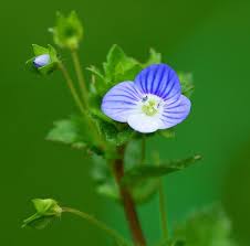 Lobes obtuse, glandular hairy, venation conspicuously reticulate. Birdseye Speedwell Or Persian Speedwell Veronica Persica