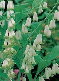 Solomon S Seal Polygonatum Multiflorum Australian Gardener Garden Vines Plants Shade Plants