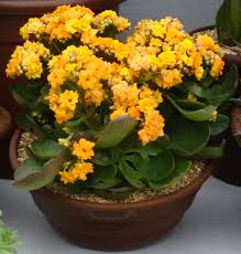 Image result for Kalanchoe calandiva