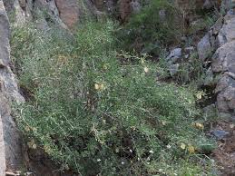 Image result for Zygophyllum cuneifolium