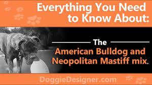 American Bulldog And Neopolitan Mastiff Mix An Expert Guide