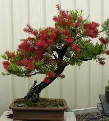 Pin By Juan Luis Yrivarren On Bonsai As Art Bonsai Tree Indoor Bonsai Tree Bonsai