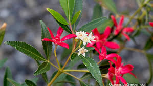 Image result for Ceratopetalum