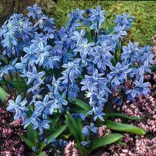 Image result for Scilla