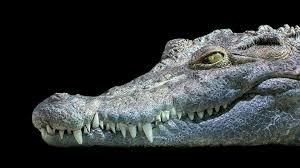 Check spelling or type a new query. Nile Crocodile Head Kemeticism Amino