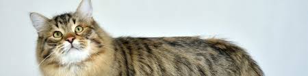 How much cat declawing should cost. Pet Declawing In St Paul Mn Front Paw Declawing Only