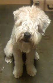 Front View A Tan Soft Coated Wheaten Terrier Dog Is Sitting Across A Carpet With Its Head Soft Coated Wheaten Terrier Terrier Dog Breeds Dog Breeds Pictures