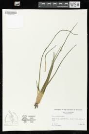 Image result for Isoetes alstonii