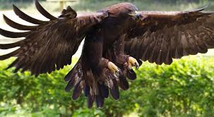 Proud eagle by enrico forlini / 500px. Florida Birds Of Prey 21 Birds Of Prey In Florida To Watch