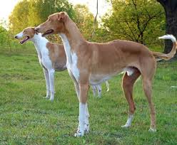 chart polski hound photo chart polski information and